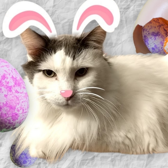 ‼️ READ ME 😘 closet info - Picture 10 of 12